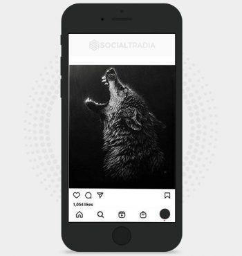 buy Instagram account Wolf Animals (18.4k Followers)