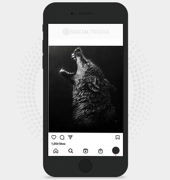 Instagram account Wolf Animals (18.4k Followers)