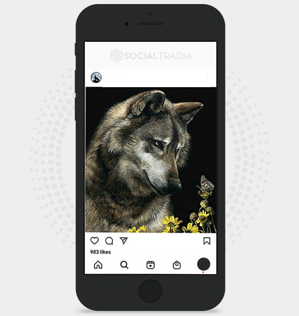 Instagram account Wolf Animals (18.4k Followers)