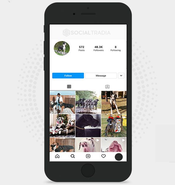 buy Instagram account German Breed Dog (48.3 k Followers) buy Instagram account German Breed Dog (48.3 k Followers)
