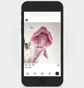 buy Instagram account German Breed Dog (48.3 k Followers)