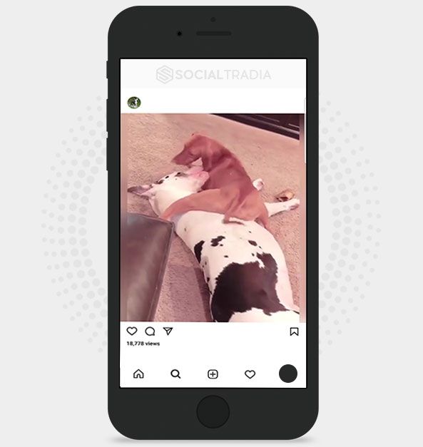 buy Instagram account German Breed Dog (48.3 k Followers) buy Instagram account German Breed Dog (48.3 k Followers)