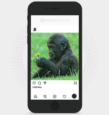 buy Instagram account Gorilla  (30.1 k Followers)
