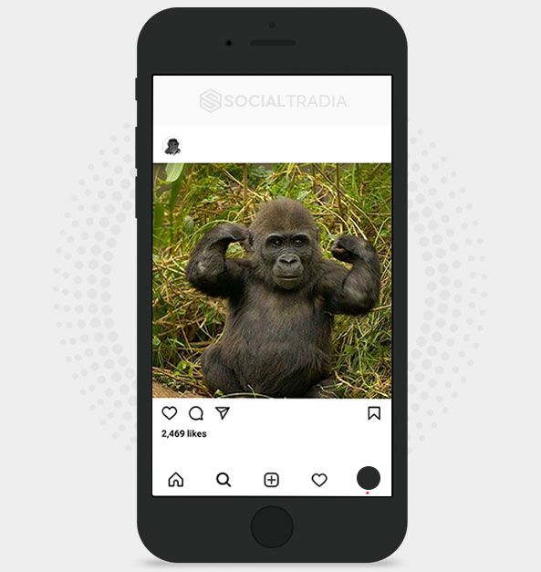 Instagram account Gorilla (30.1 k Followers)