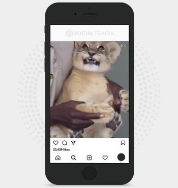 buy Instagram account Lion Animals (46.1 k Followers)