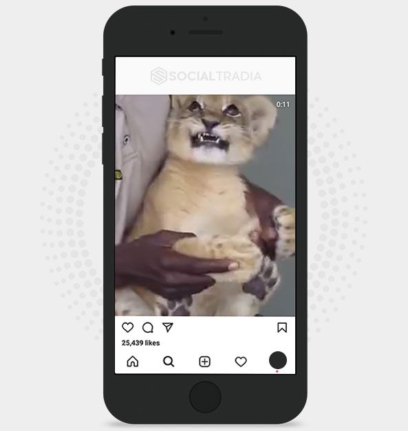 Instagram account Lion Animals (46.1 k Followers)