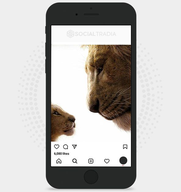 Instagram account Lion Animals (46.1 k Followers)