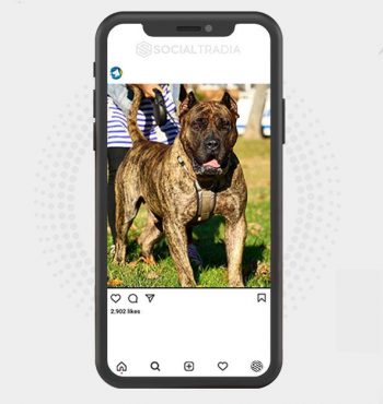 buy Instagram account The Presa Canario (38.7 k Followers)