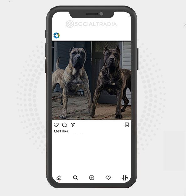 Instagram account The Presa Canario (38.7 k Followers)