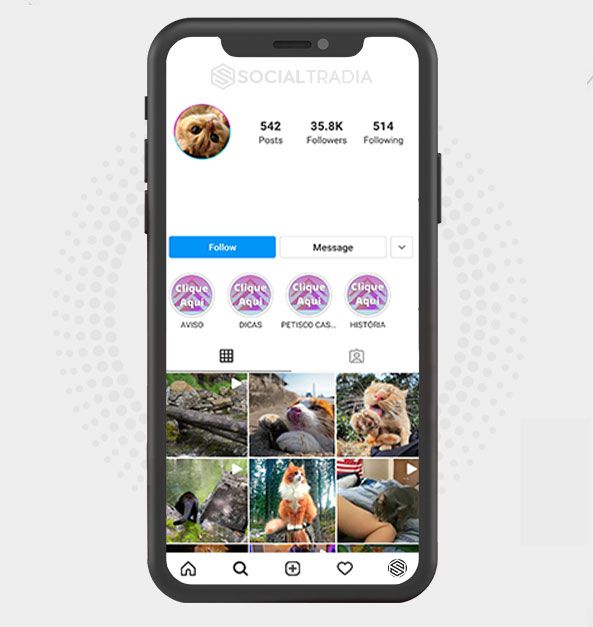 Instagram account Cats Photo Shoots (31.1 k Followers)