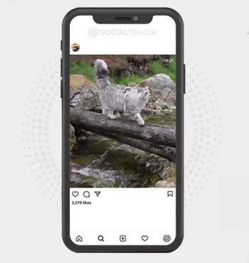 buy Instagram account Cats Photo Shoots (31.1 k Followers)