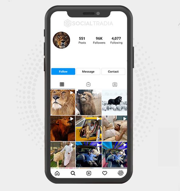Instagram account About Lions (73.8 Followers)