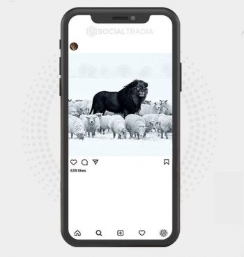 buy Instagram account About Lions (73.8 Followers)