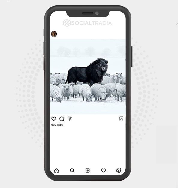 Instagram account About Lions (73.8 Followers)