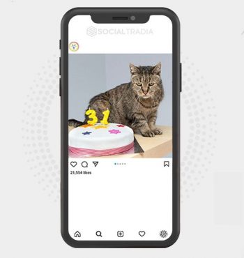 buy Instagram account Cats On The Web (120 k Followers)