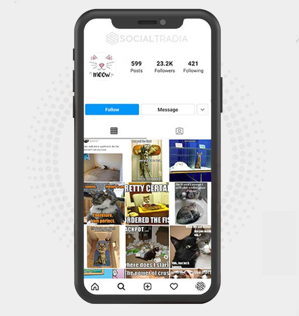 Instagram account IGCats (23.2 k Followers)