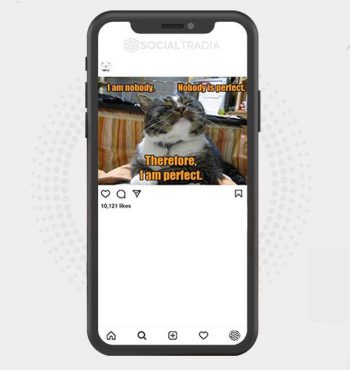 buy Instagram account IGCats (23.2 k Followers)