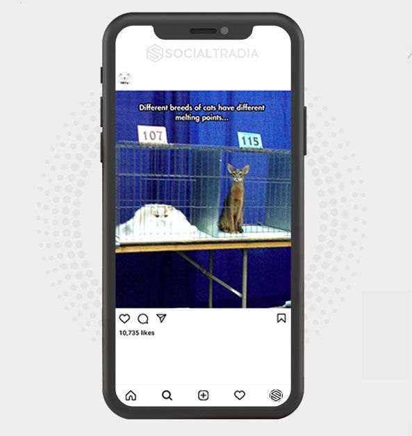 Instagram account IGCats (23.2 k Followers)