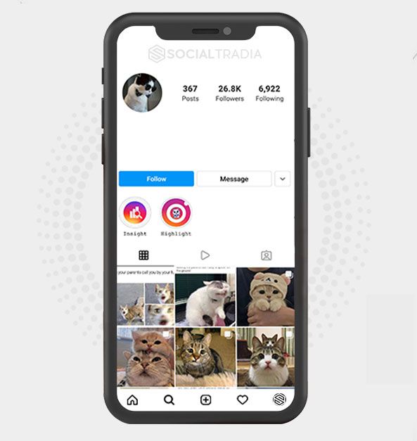 Instagram account OnlyAboutCats (26.8 k Followers)