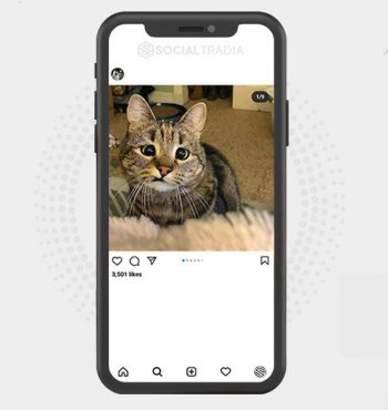 buy Instagram account OnlyAboutCats (26.8 k Followers)