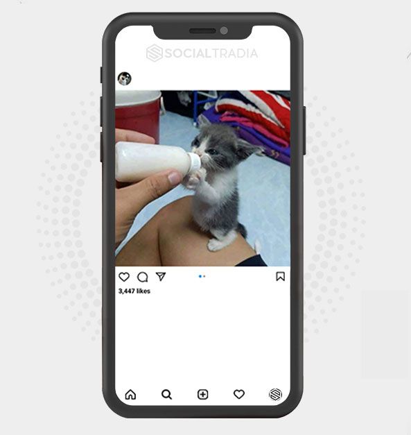 Instagram account OnlyAboutCats (26.8 k Followers)