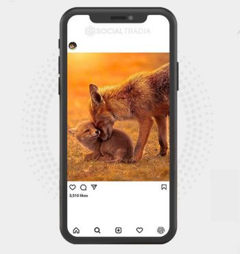 buy Instagram account Love Fox (40.1 k Followers)