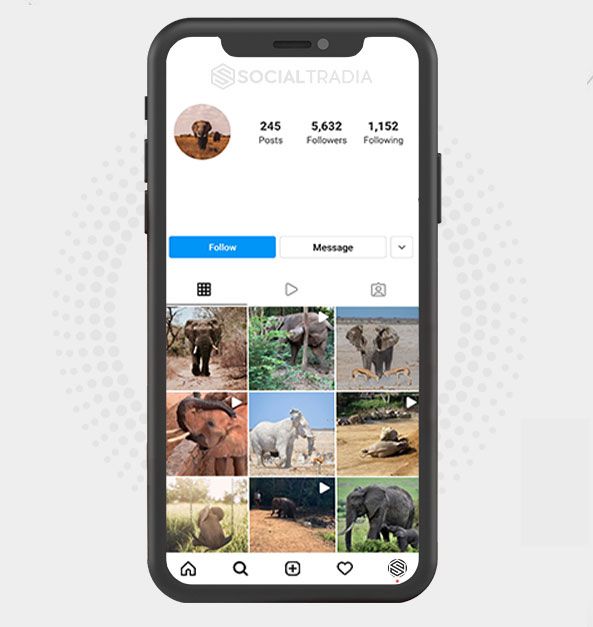buy Instagram account Elephants Pics (31.8  k Followers)