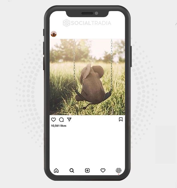 buy Instagram account Elephants Pics (31.8  k Followers)