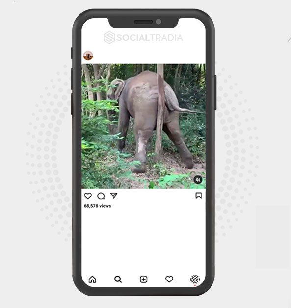 buy Instagram account Elephants Pics (31.8  k Followers)
