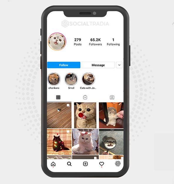Instagram account Daily Kittens (285 k Followers)