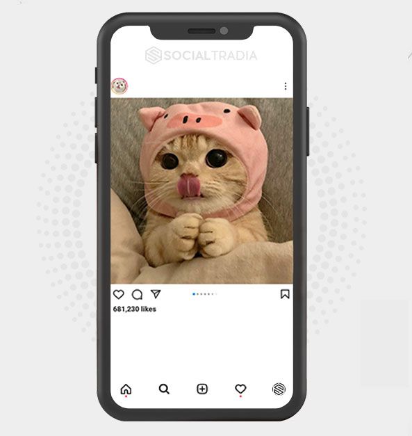 Instagram account Daily Kittens (285 k Followers)