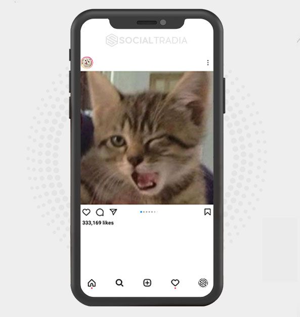 Instagram account Daily Kittens (285 k Followers)