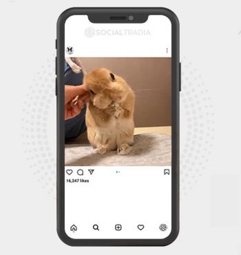 buy Instagram account Cute Rabbits (194 k Followers)
