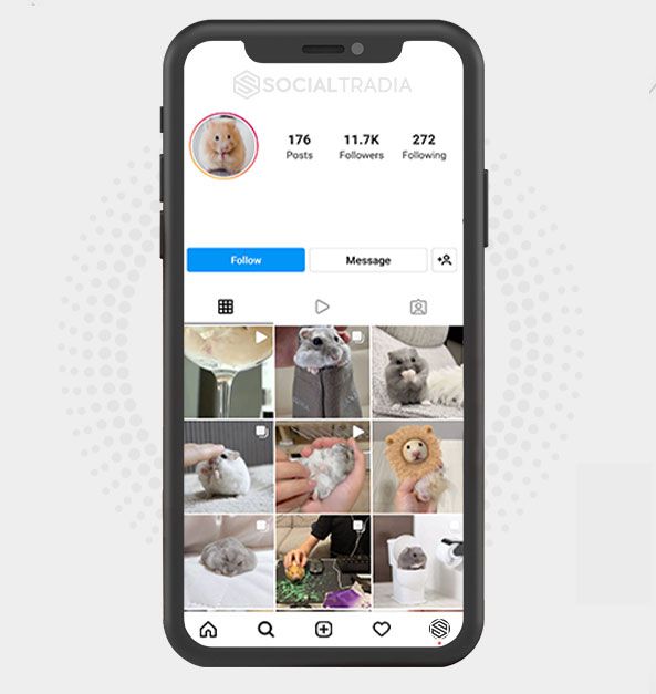 Instagram account About Hamster (36.9k Followers)