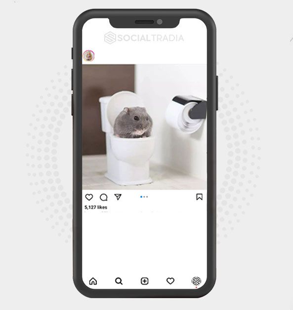 Instagram account About Hamster (36.9k Followers)