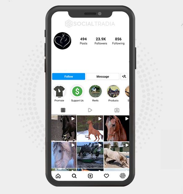Instagram account Horses Only (37.6 k Followers)