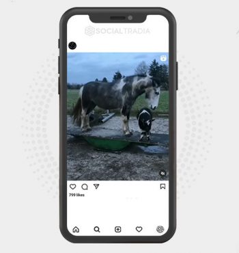 buy Instagram account Horses Only (37.6 k Followers)
