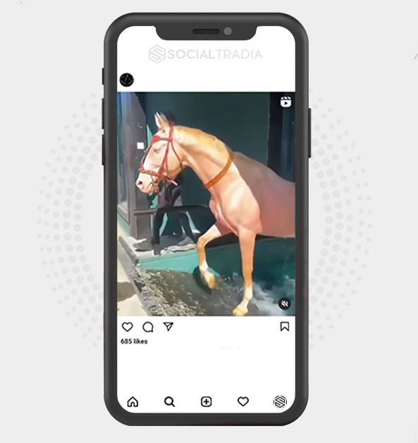 Instagram account Horses Only (37.6 k Followers)