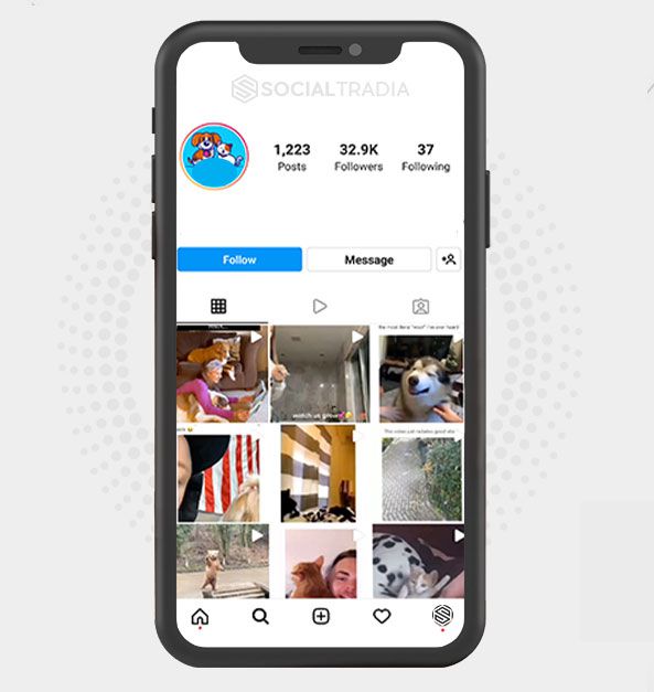 buy Instagram account Animal Page (32.9 k Followers)