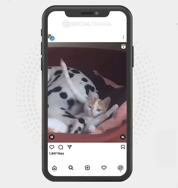 buy Instagram account Animal Page (32.9 k Followers)