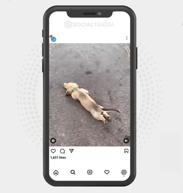 buy Instagram account Animal Page (32.9 k Followers)