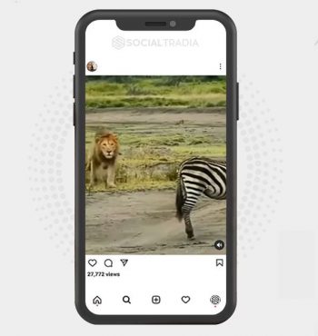 buy Instagram account Wildlife Shots (115 k Followers)