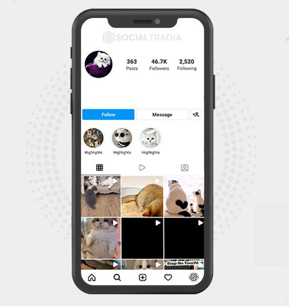 Instagram account Addicted To Cats (42.2 k Followers)