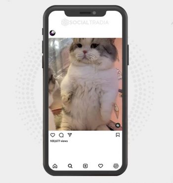 buy Instagram account Addicted To Cats (42.2 k Followers)