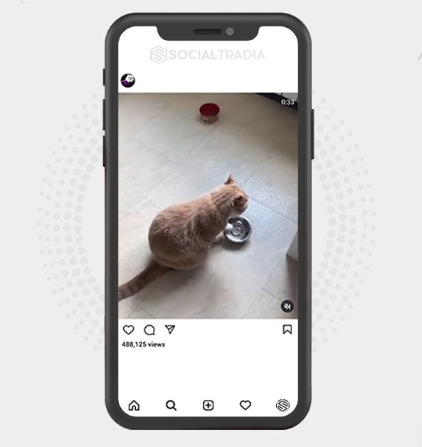 Instagram account Addicted To Cats (42.2 k Followers)