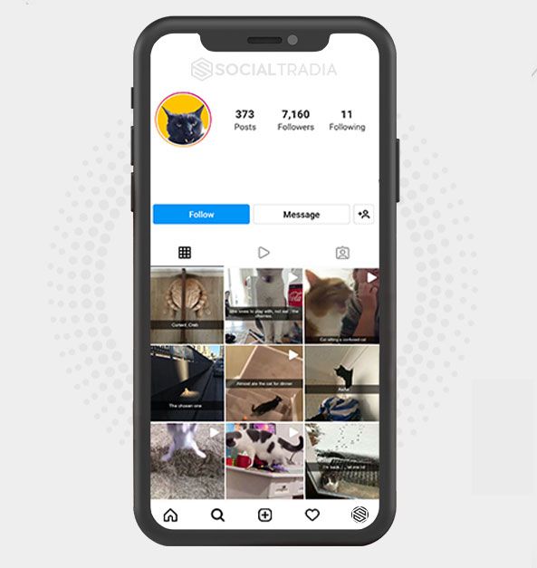 buy Instagram account All About Puppies (31 k Followers) buy Instagram account All About Puppies (31 k Followers)