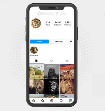 Instagram account Lions Hub (24.1 k Followers)
