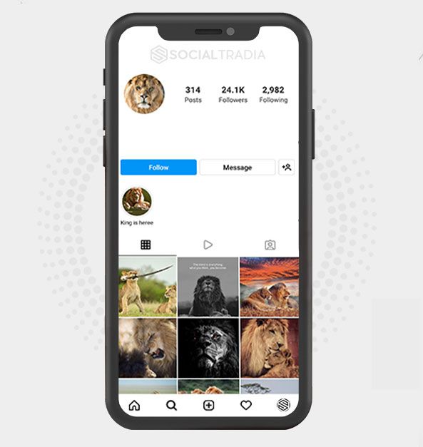 Instagram account Lions Hub (24.1 k Followers)