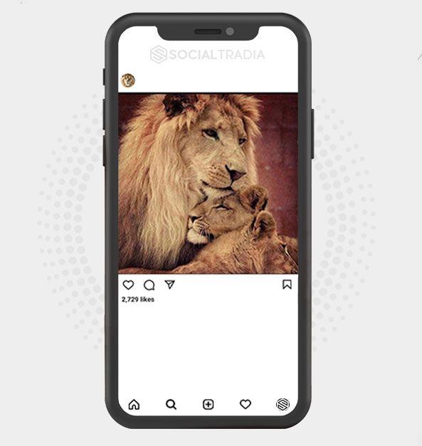 Instagram account Lions Hub (24.1 k Followers)