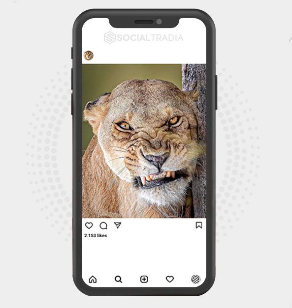 Instagram account Lions Hub (24.1 k Followers)
